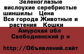 Зеленоглазые вислоухие серебристые шиншилы › Цена ­ 20 000 - Все города Животные и растения » Кошки   . Амурская обл.,Свободненский р-н